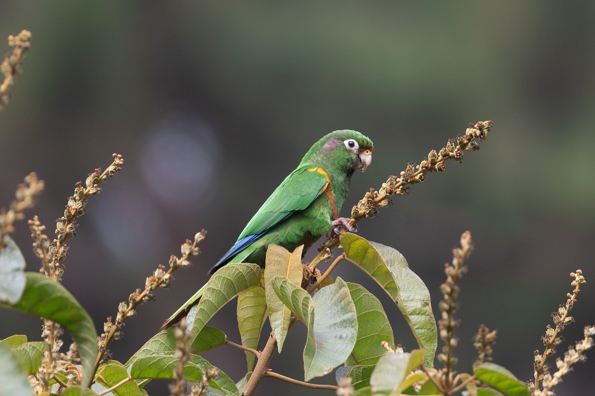 Santa Marta Parakeet - Cory Gregory