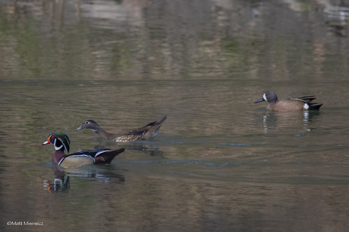 Wood Duck - ML221638611