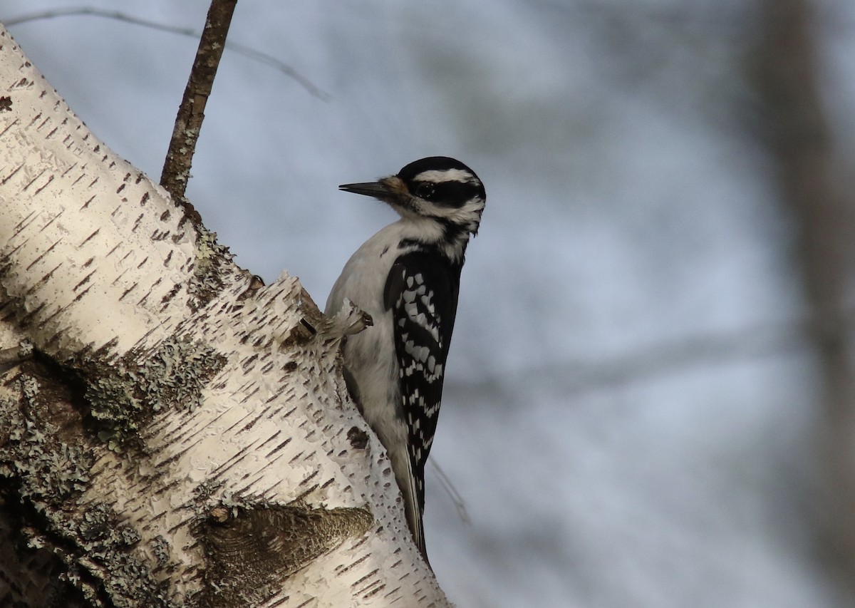 Hairy Woodpecker - ML221638891