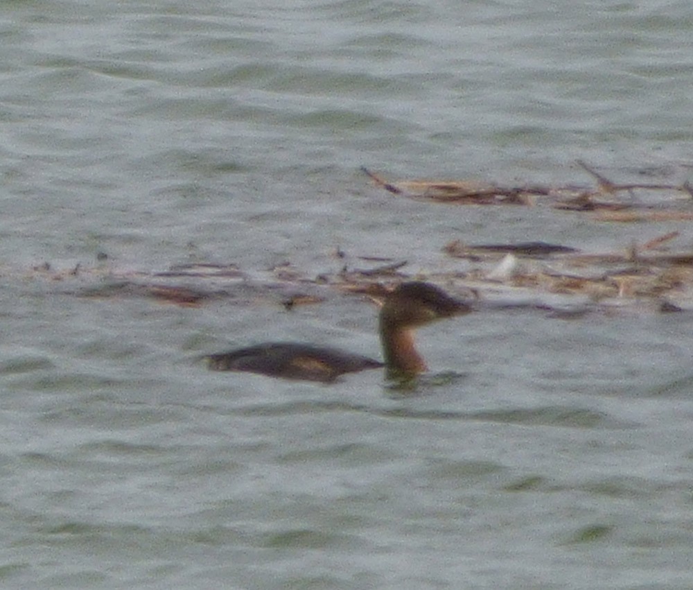 Pied-billed Grebe - ML22163911