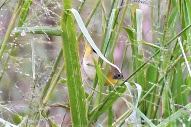 Common Yellowthroat - Jim Collins