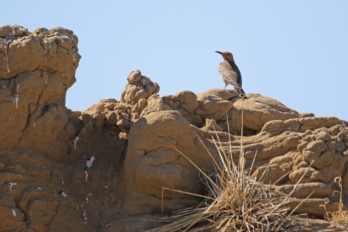 Northern Flicker - ML221642541