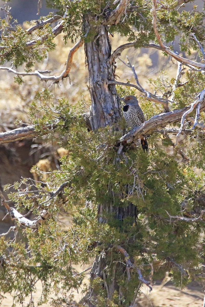 Northern Flicker - ML221642611