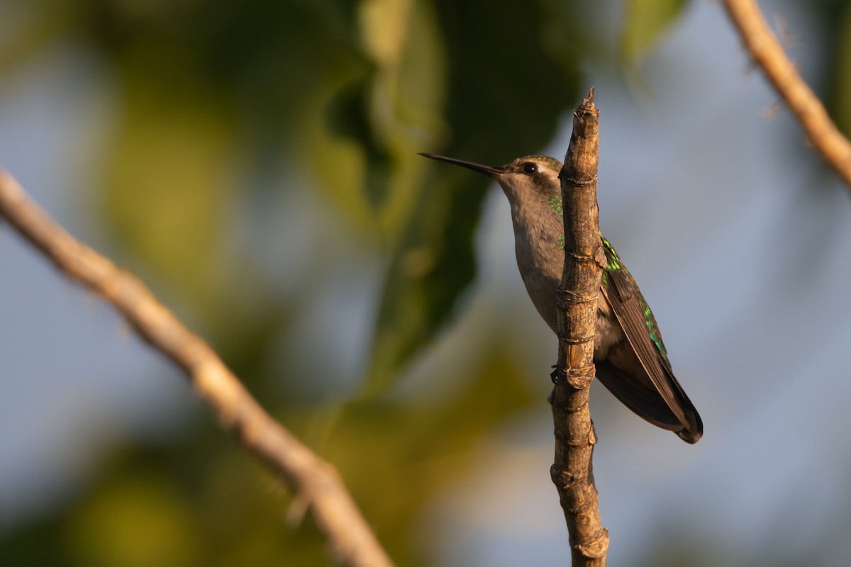 Glittering-bellied Emerald - Pablo Re