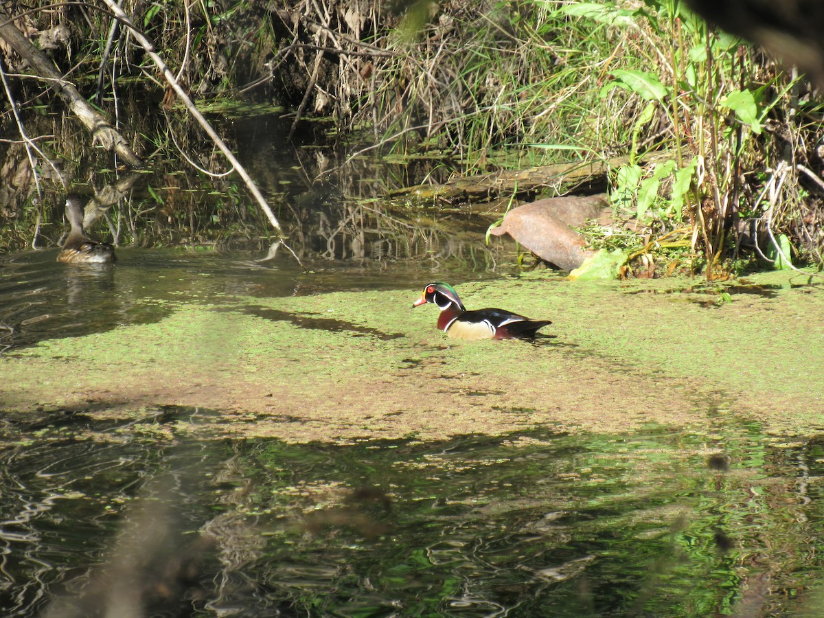 Wood Duck - ML221644701
