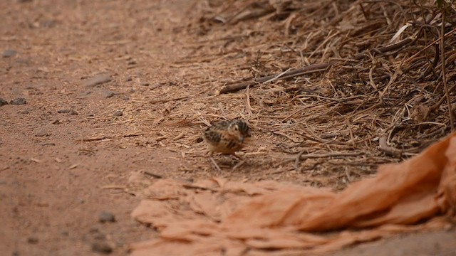 Jerdon's Bushlark - ML221646261