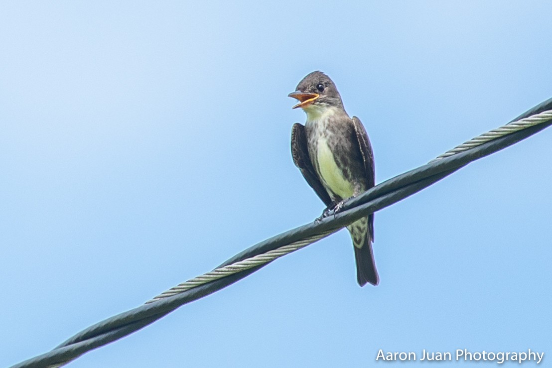 Olive-sided Flycatcher - ML221646401