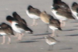 Marbled Godwit - Kojo Baidoo