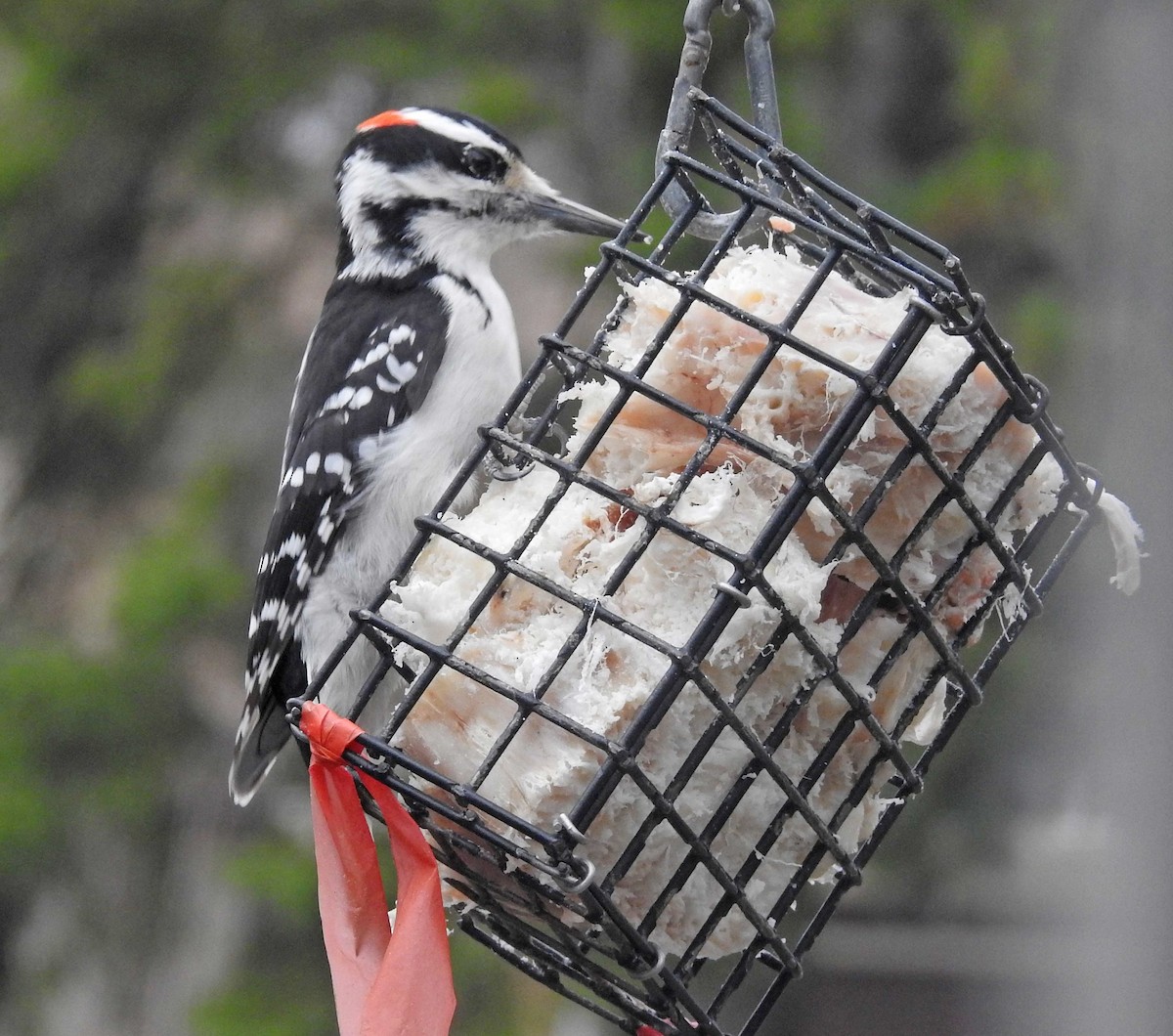 Hairy Woodpecker - ML221648711