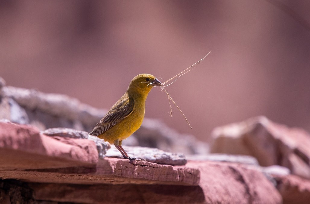 Greenish Yellow-Finch - Nicolás Bejarano