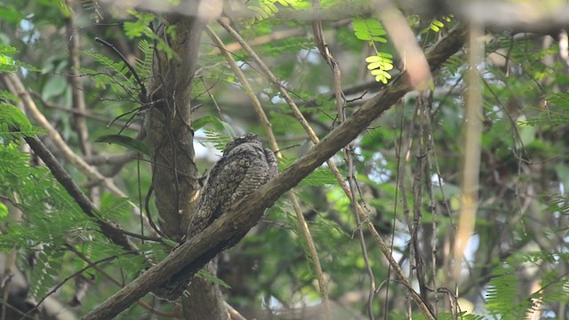 Jungle Nightjar - ML221650201