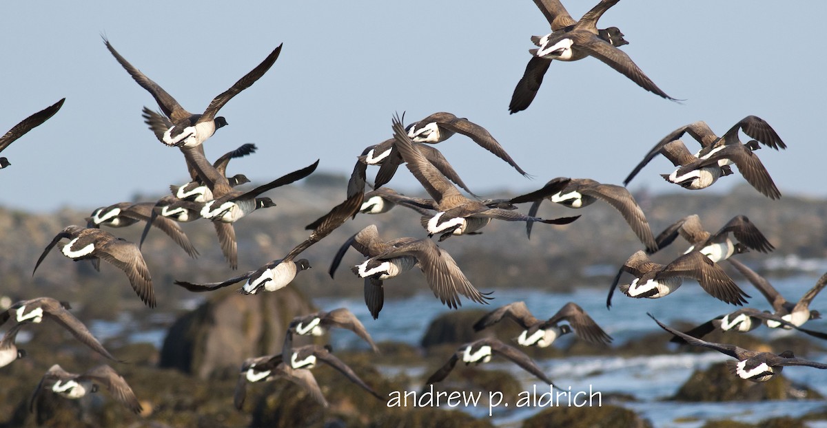 Brant - andrew aldrich