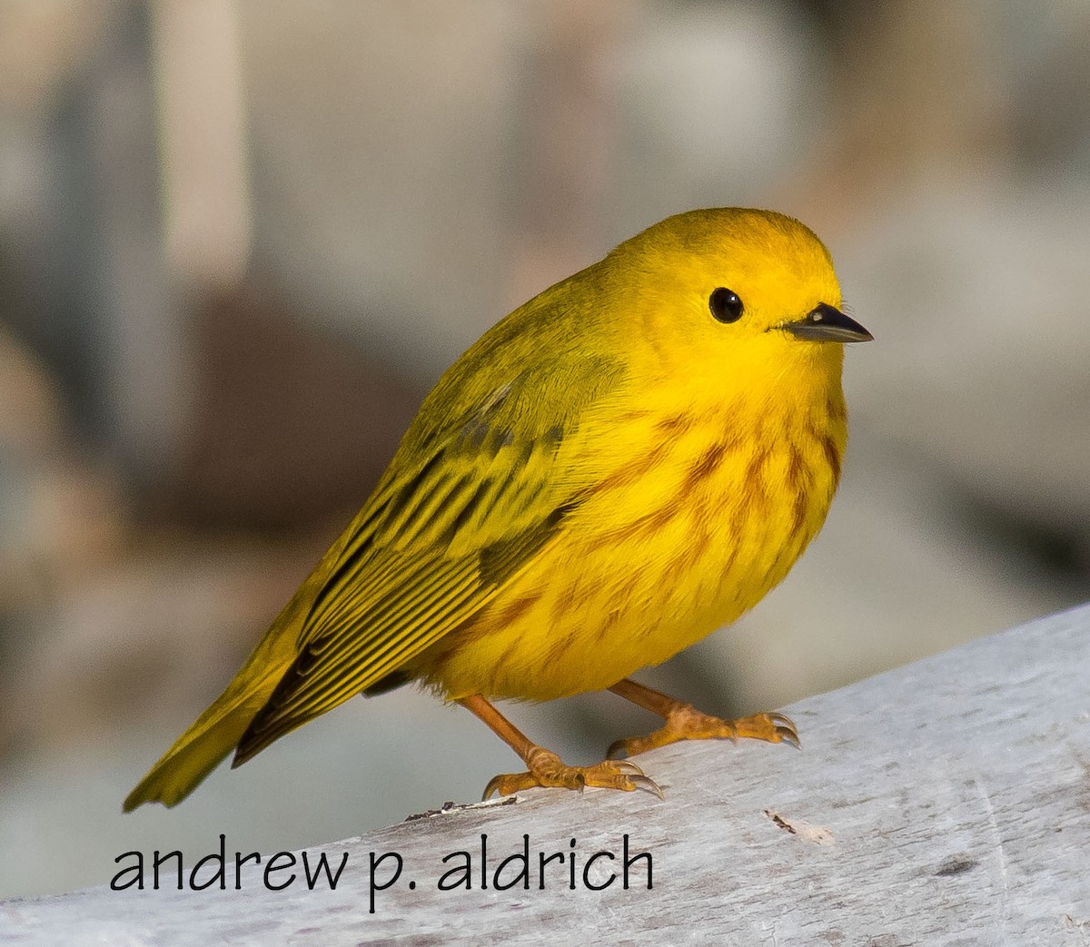 Yellow Warbler - ML22165061