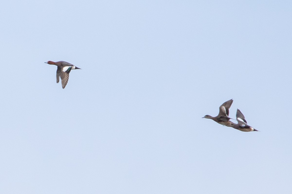 Eurasian Wigeon - ML221650821