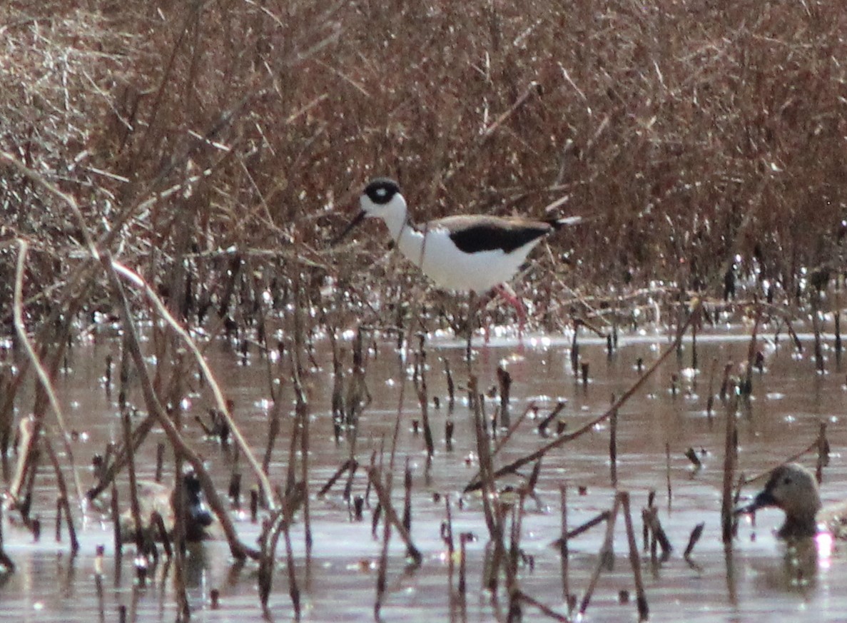 Black-necked Stilt - ML221656371