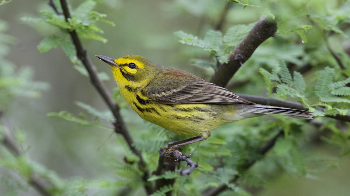 Prairie Warbler - ML221657441