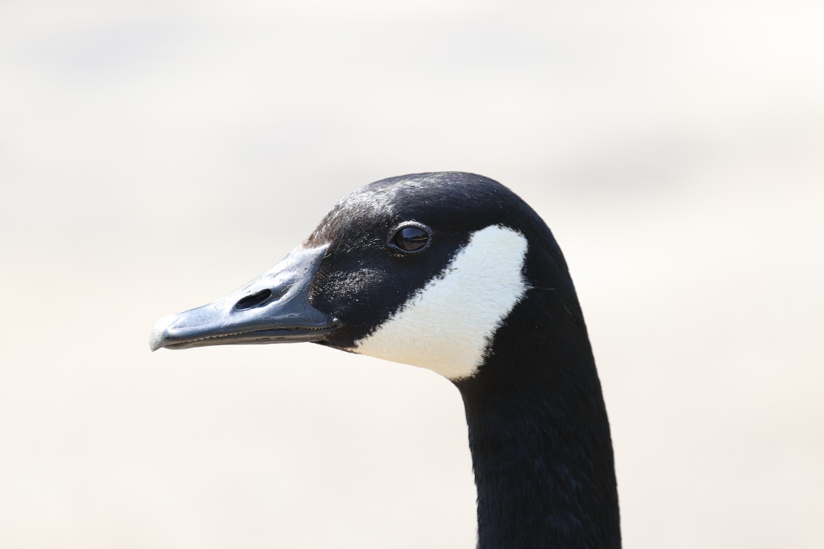 Canada Goose - ML221668401