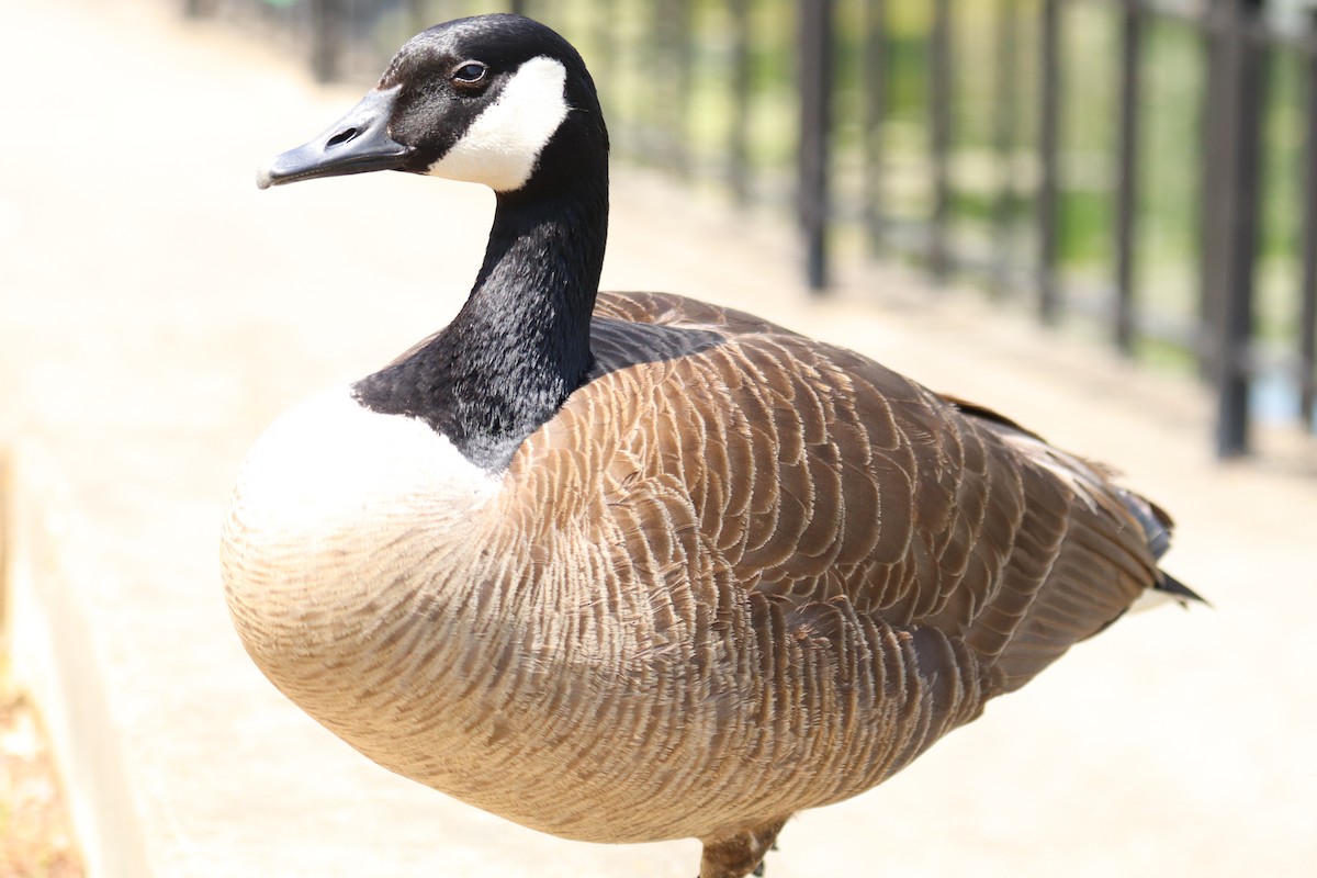 Canada Goose - ML221668431