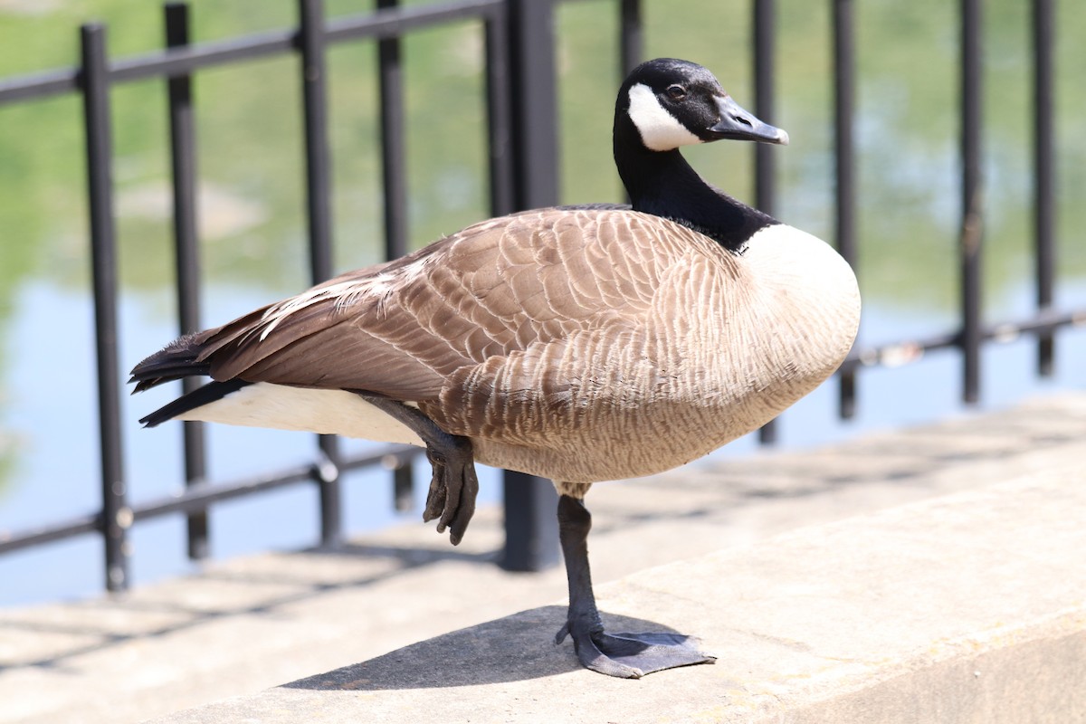 Canada Goose - ML221668441