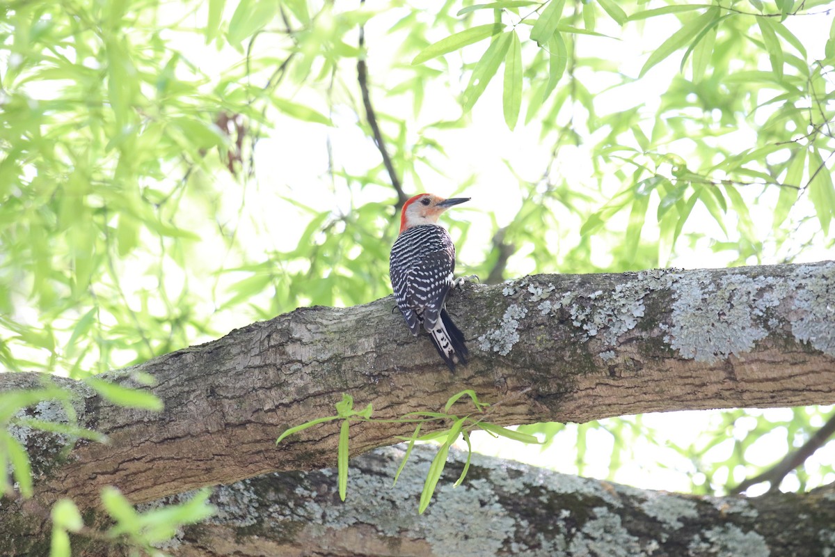 Red-bellied Woodpecker - ML221668601