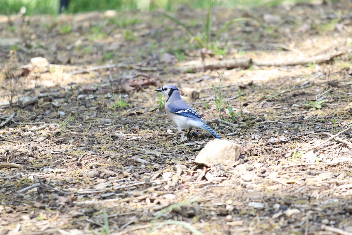Blue Jay - ML221668771
