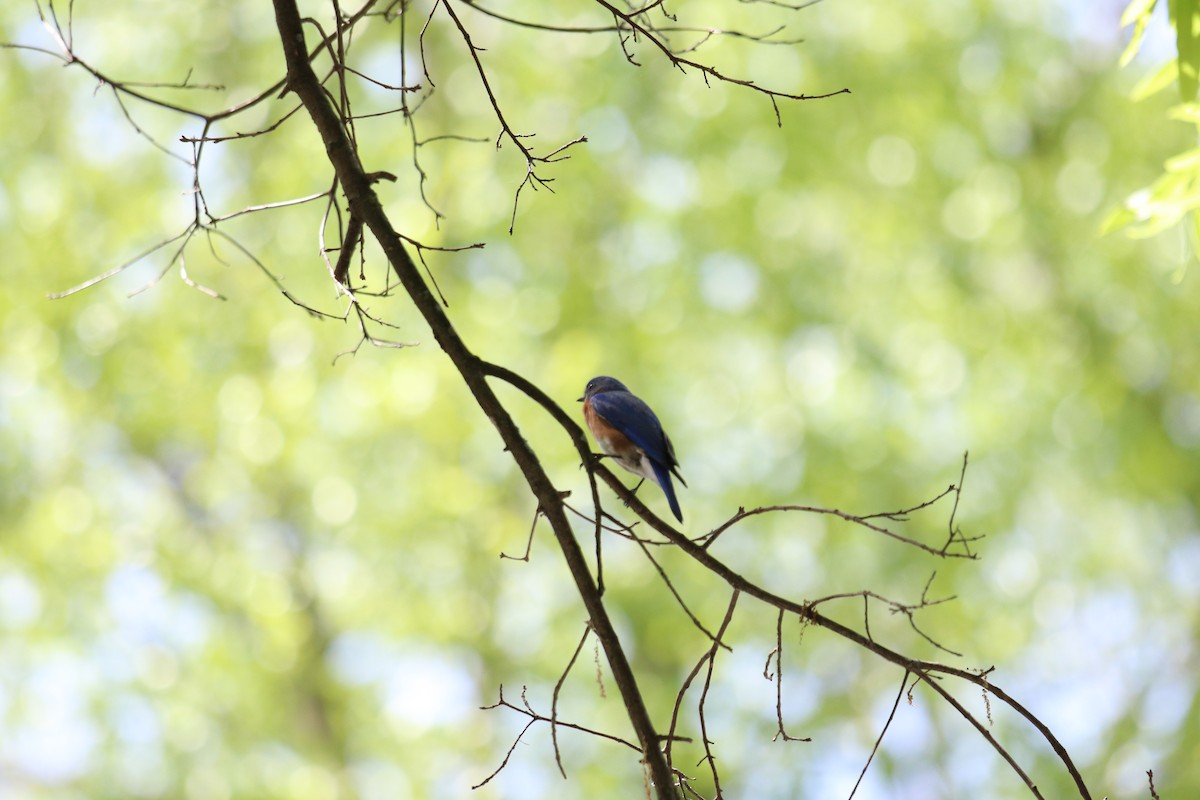 Eastern Bluebird - ML221668821