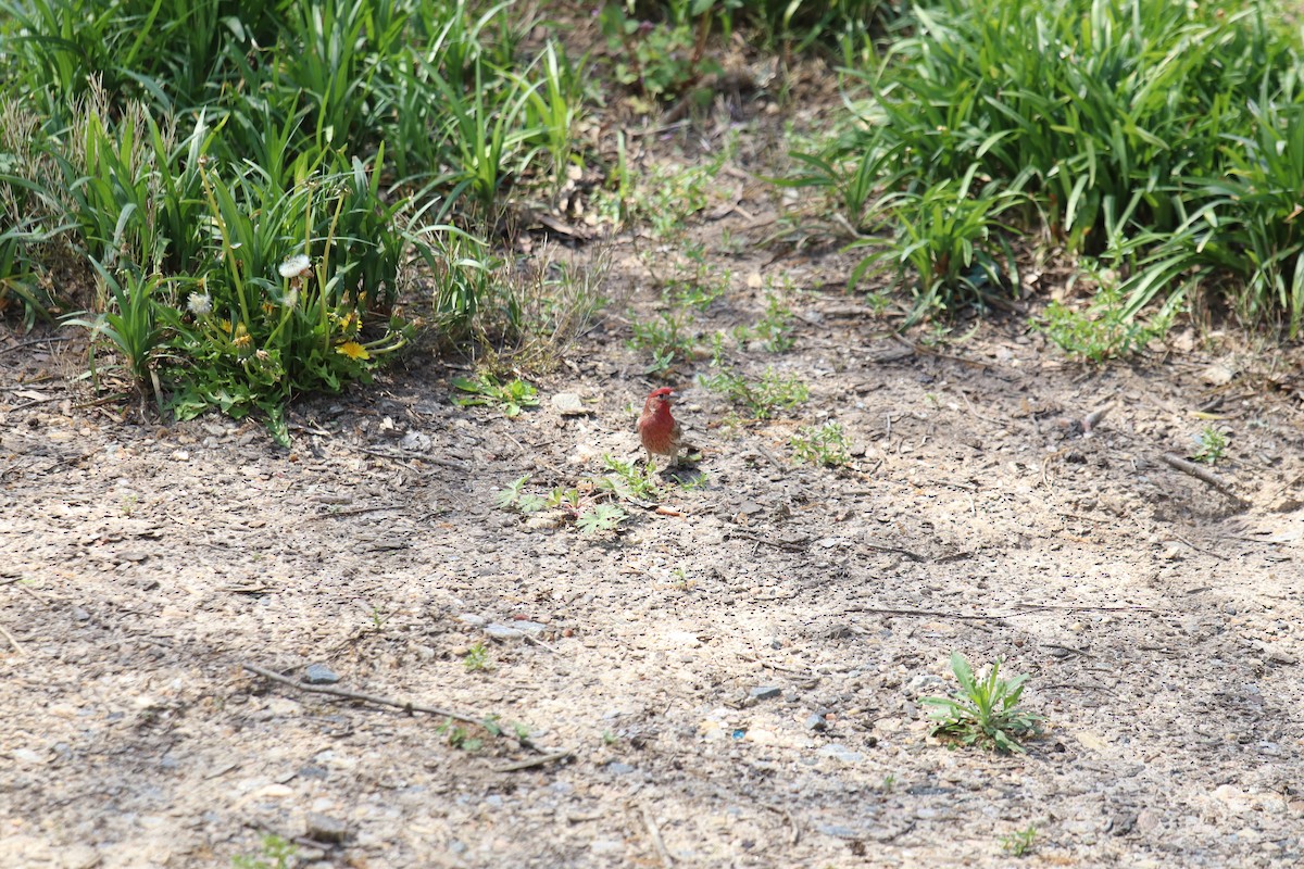 House Finch - ML221668931