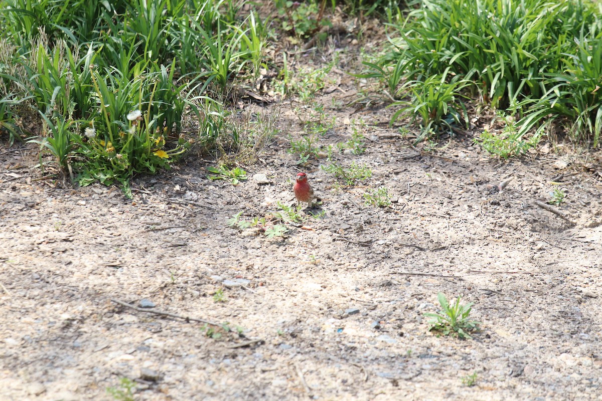 House Finch - ML221669051
