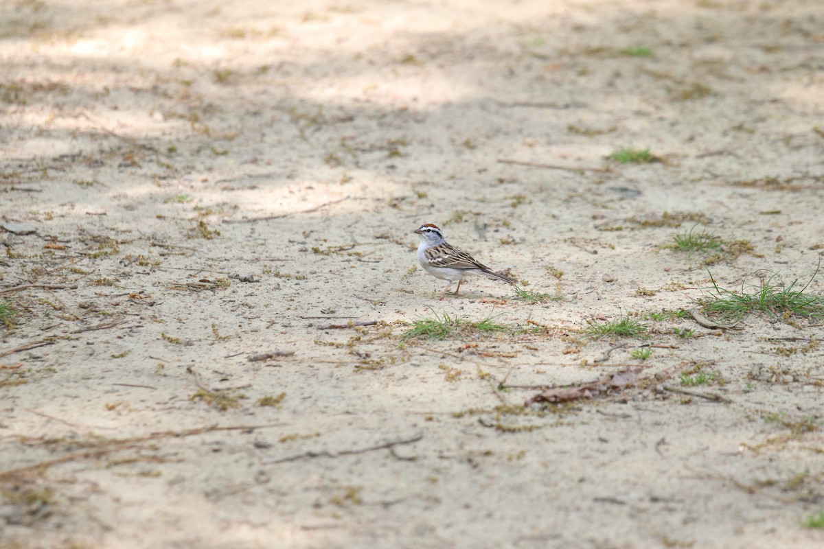 Chipping Sparrow - ML221669081