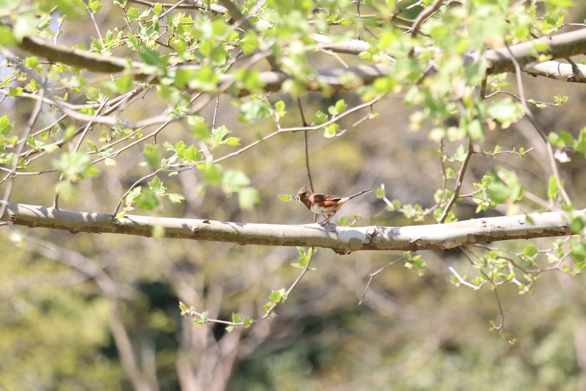 Eastern Towhee - ML221669201