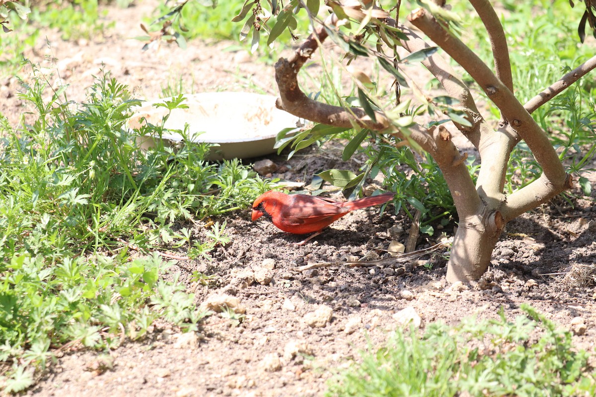 Northern Cardinal - ML221669301