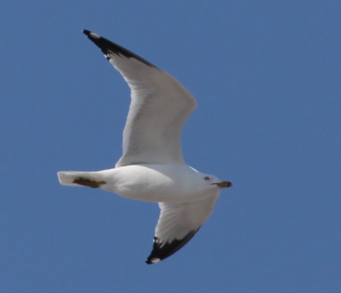 Ring-billed Gull - Irene Crosland