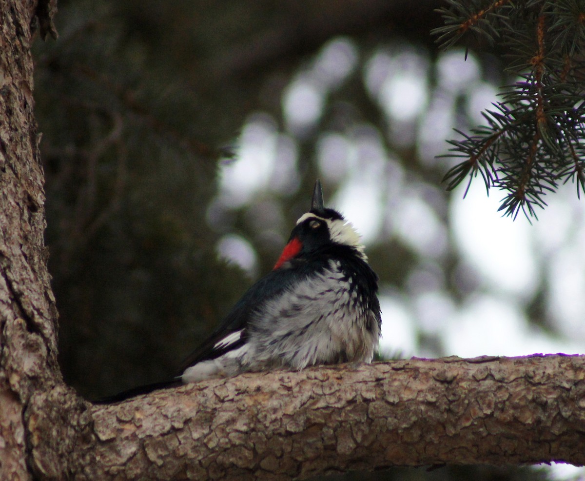 Acorn Woodpecker - ML221672701