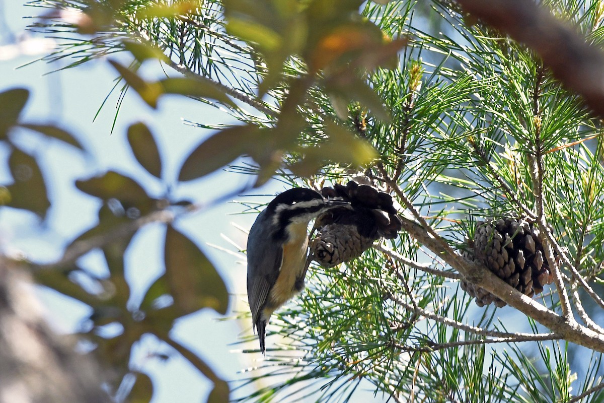 Red-breasted Nuthatch - ML221674671