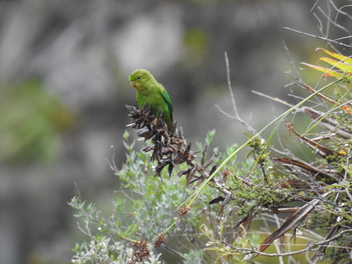 Andean Parakeet - ML221675141