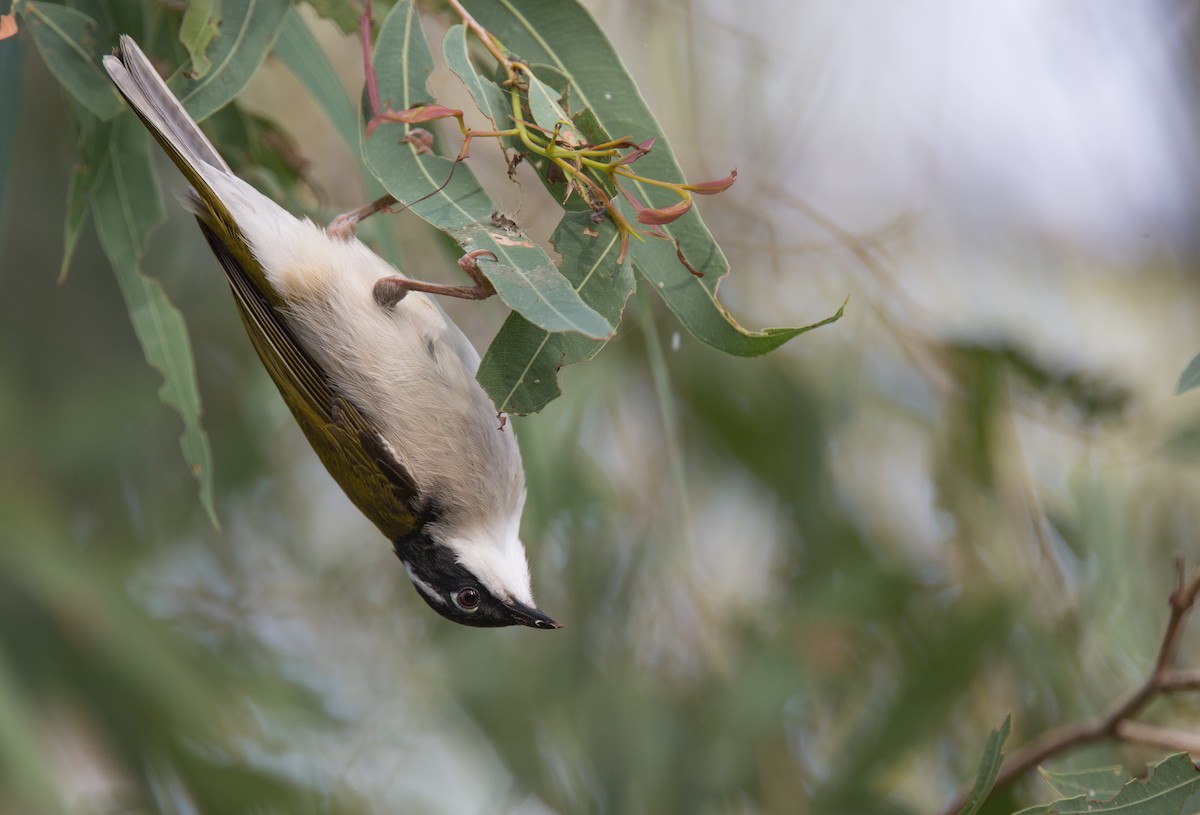 White-throated Honeyeater - Geoff Dennis