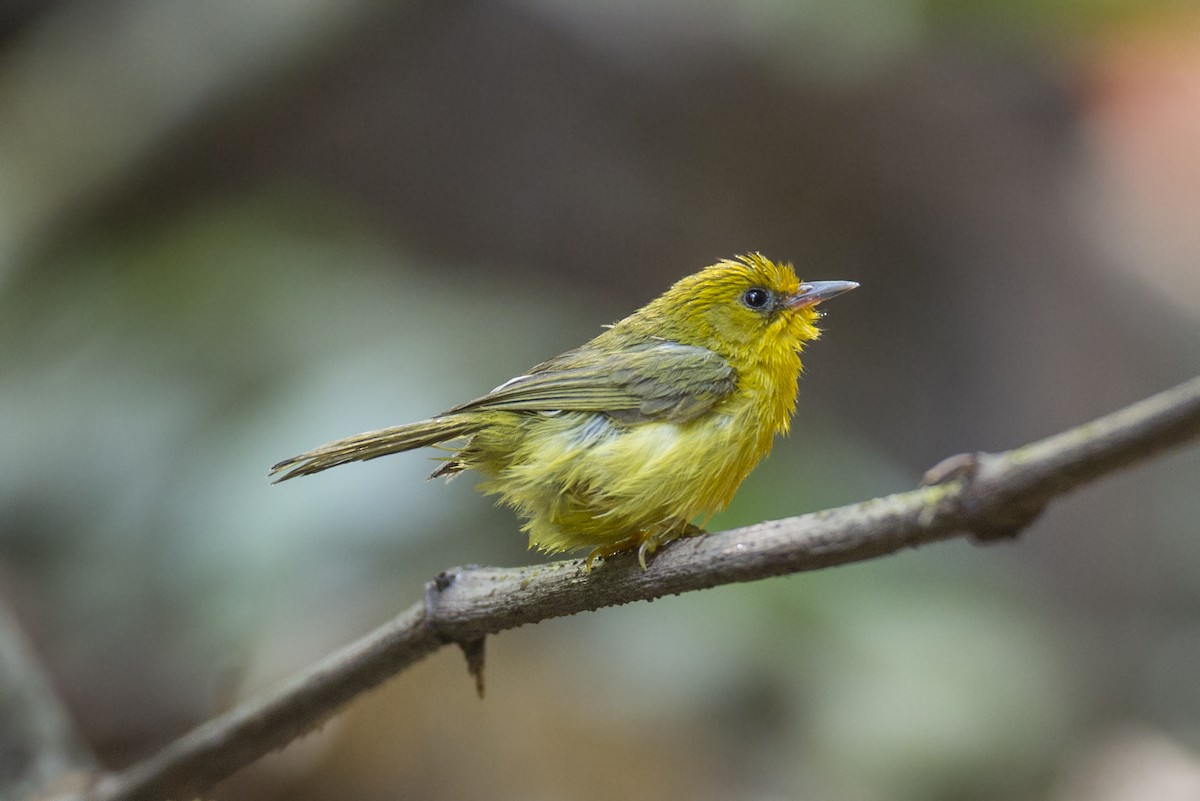 Golden Babbler - ML221676471