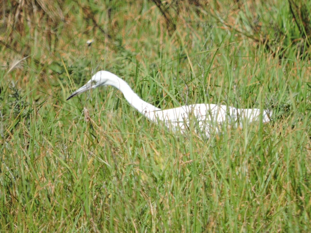 Little Blue Heron - ML22167801