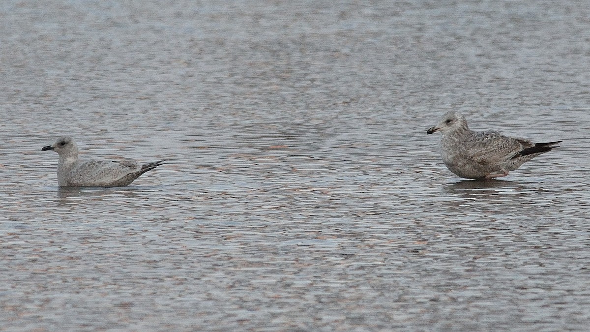 Iceland Gull (Thayer's) - Scott Olshanoski