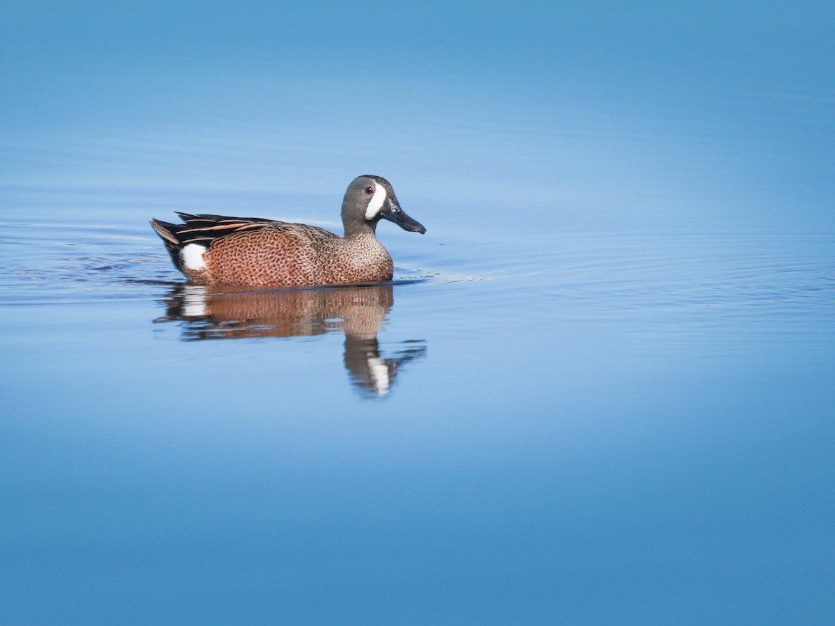 Blue-winged Teal - Zebedee Muller