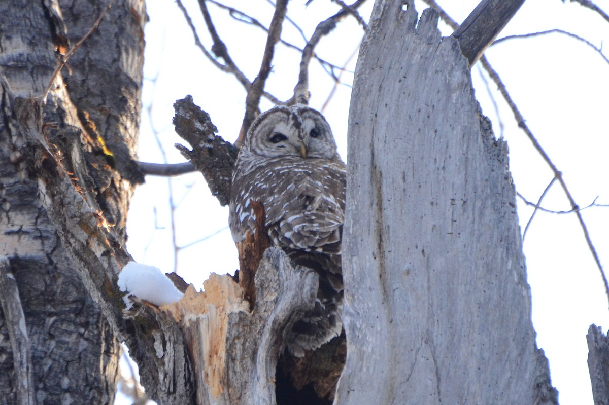 Barred Owl - ML221678491