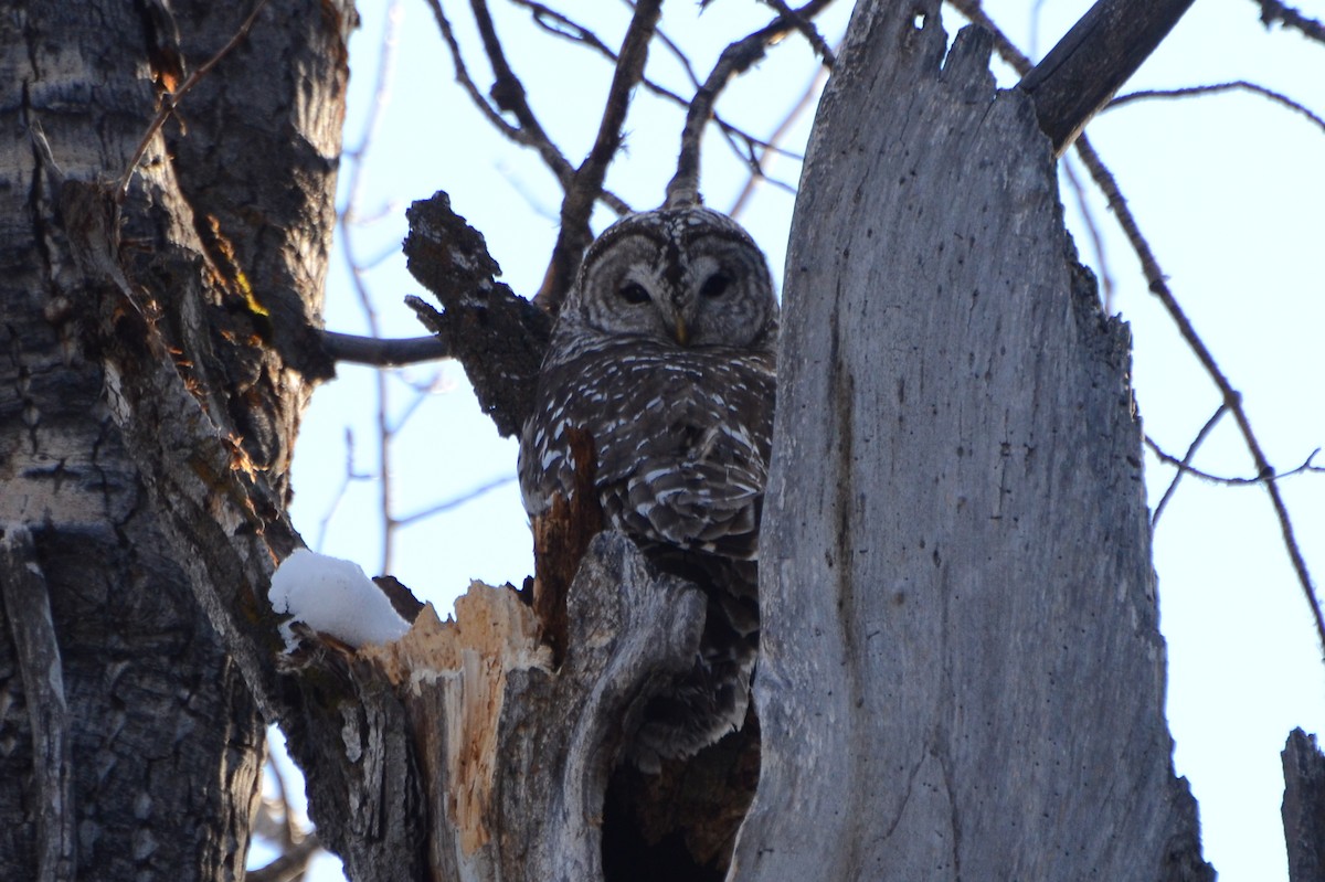 Barred Owl - ML221678521