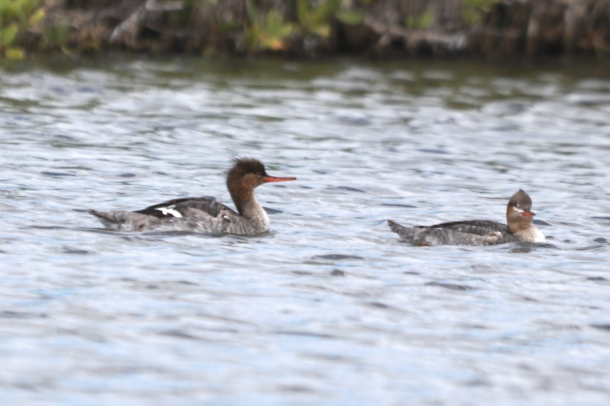 Red-breasted Merganser - Zebedee Muller