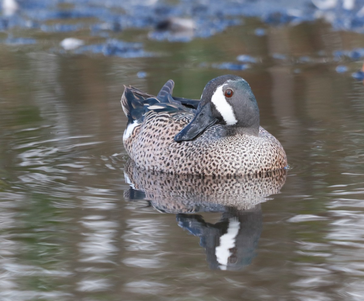 Blue-winged Teal - Zebedee Muller