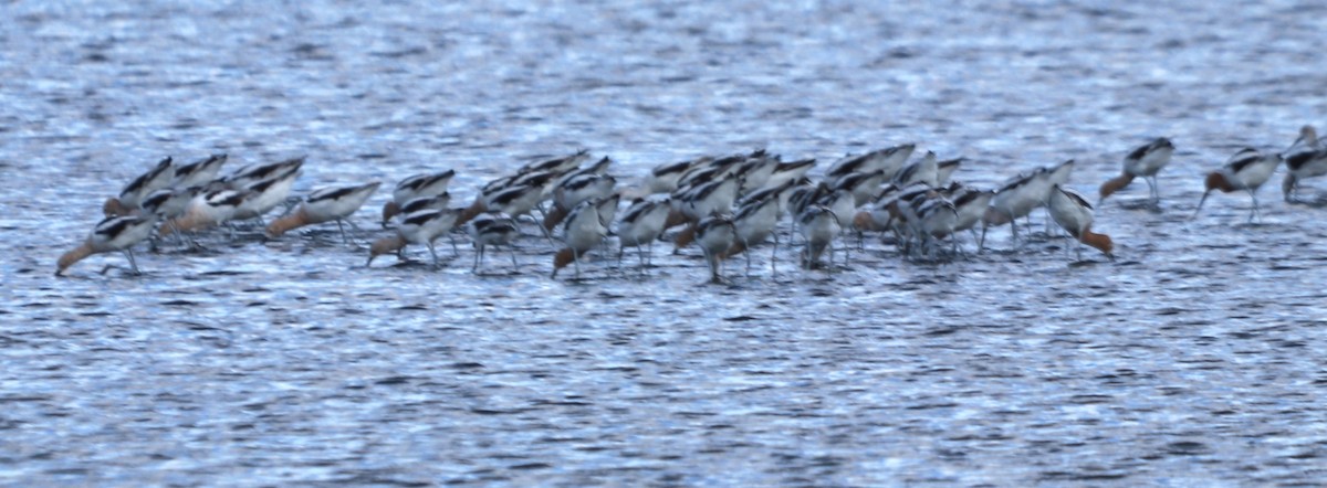 American Avocet - ML221679201