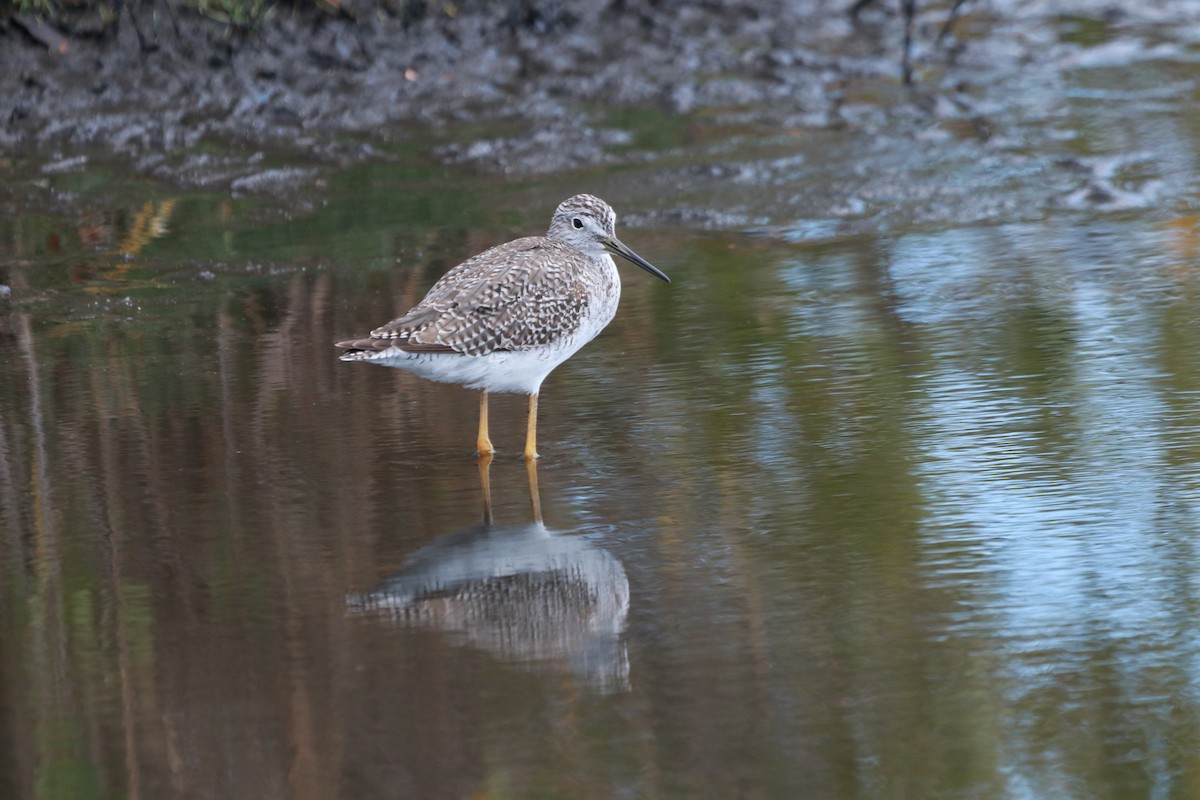 Greater Yellowlegs - Zebedee Muller