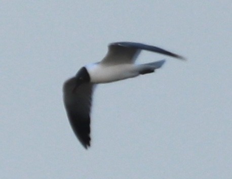 Laughing Gull - Zebedee Muller