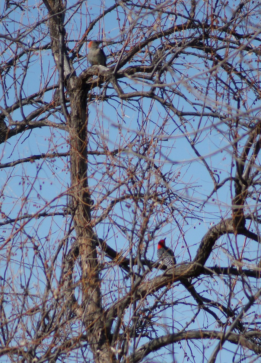 Red-bellied Woodpecker - ML221680201