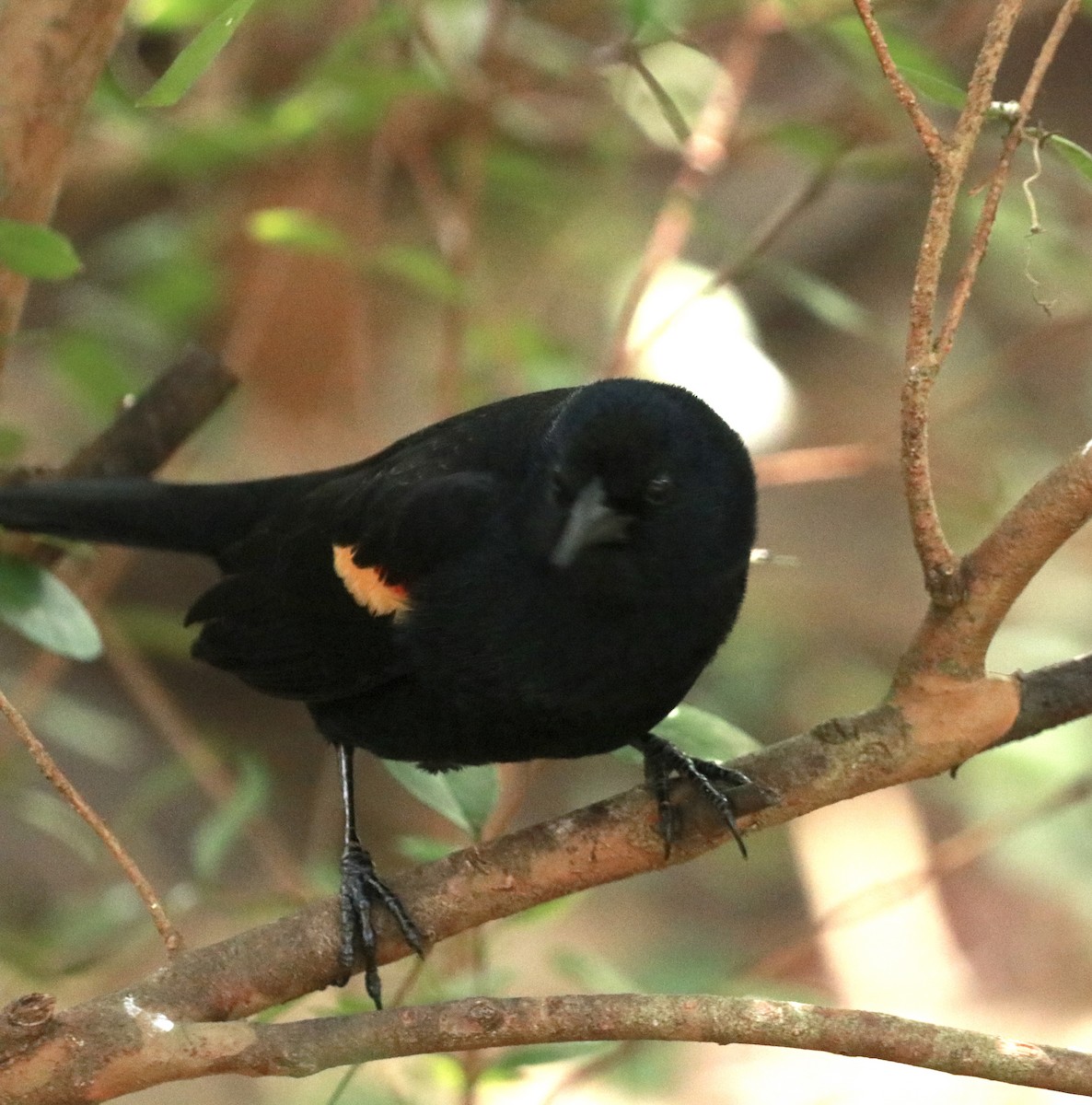 Red-winged Blackbird - Zebedee Muller