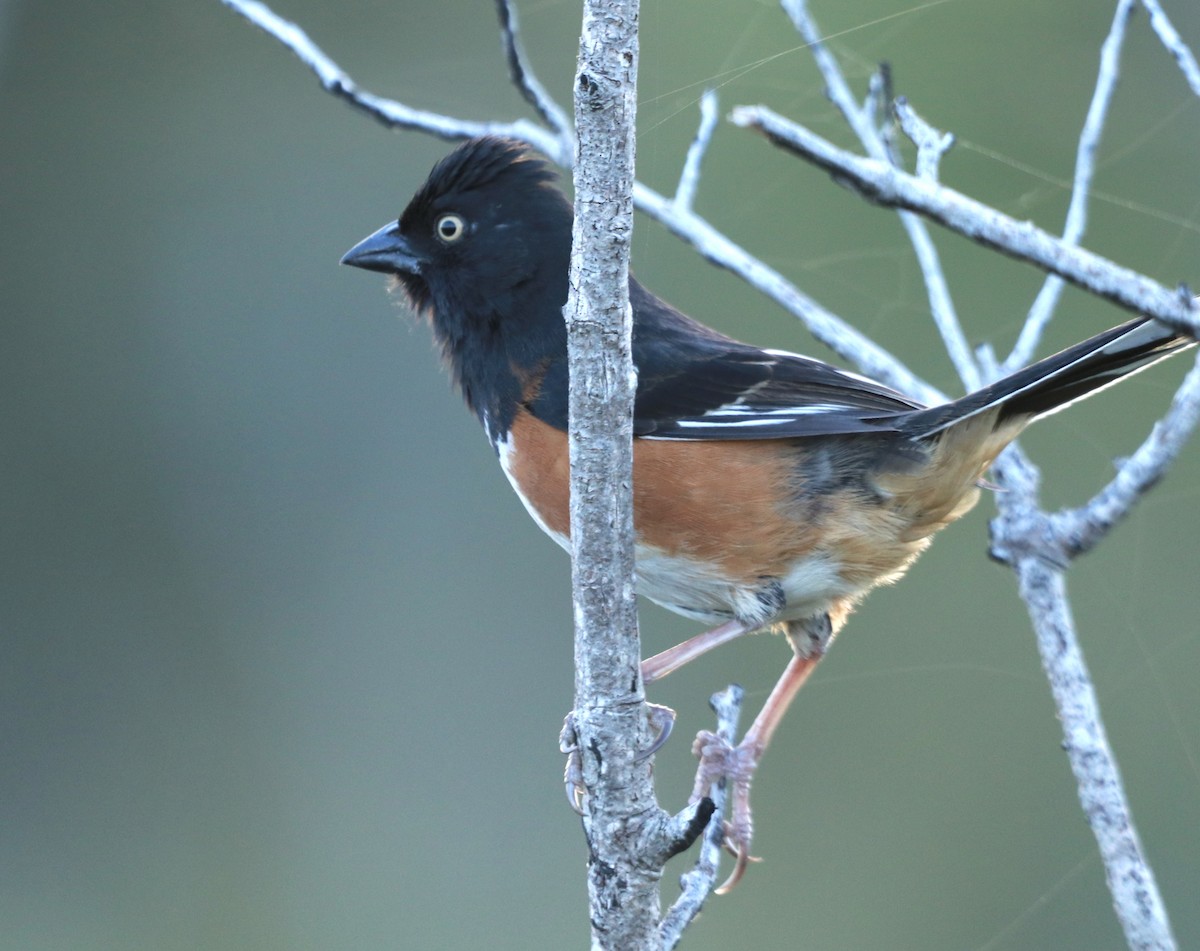 Eastern Towhee - ML221680891